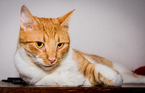orange tabby cat lying on wood thumbnail