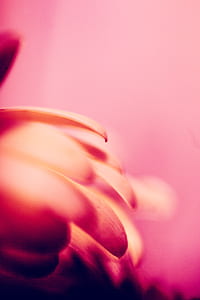 macro shot of flower thumbnail