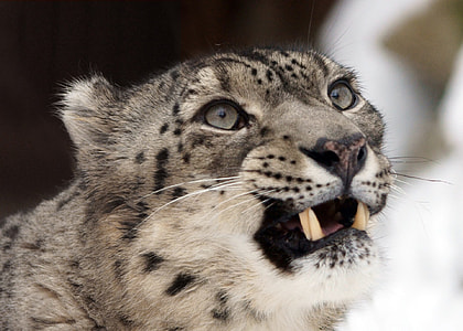 snow leopard thumbnail