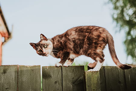 brown and grey cat on fence thumbnail