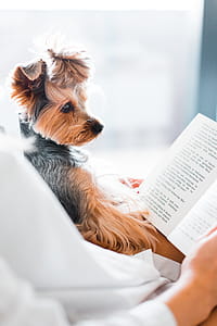 Cute Dog Reading a Book thumbnail