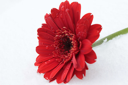 red petaled flower on top of white surface thumbnail