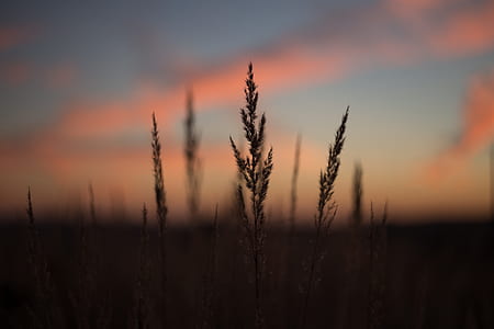 closeup photography of plant during golden hour thumbnail