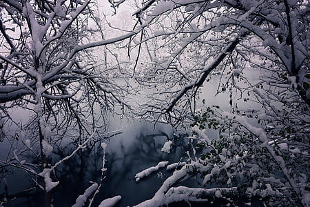tree trunks with white snow falls photography thumbnail