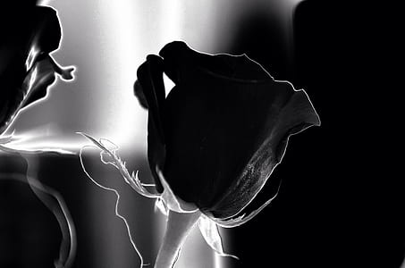 greyscale photography of flower thumbnail