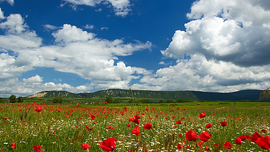 red petaled flower covered field during day thumbnail