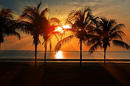 silhouette of trees near beach during sunset thumbnail