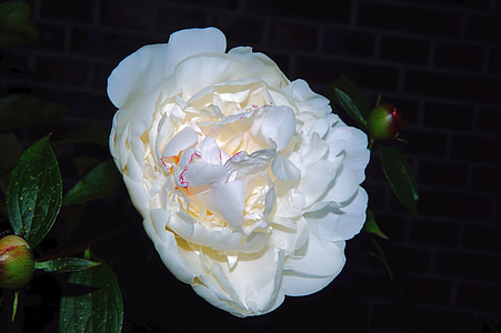 white peony flower macro photography thumbnail
