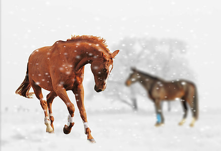 two brown horses vector art thumbnail