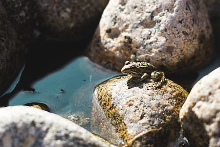 green and brown frog on rock thumbnail