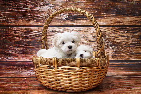 two short-coated white puppies on brown wicker basket thumbnail
