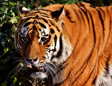 adult tiger near green plant at daytime thumbnail