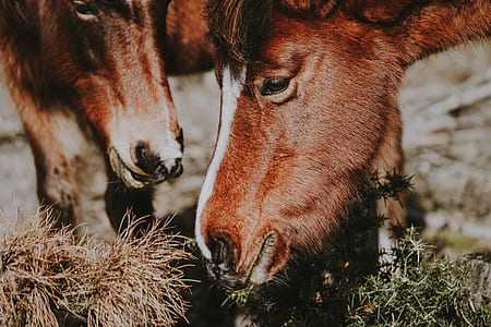 selective focus photography of two goats thumbnail