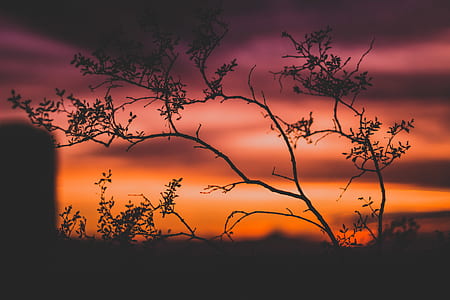silhouette of plant during golden hour thumbnail