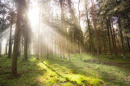 trees at daytime thumbnail