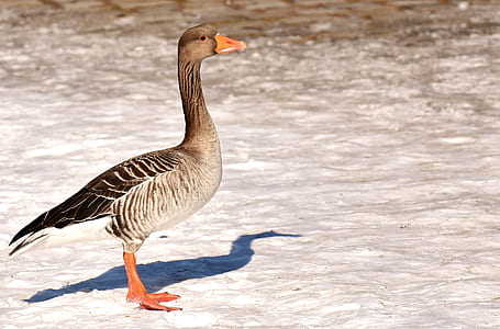 bird on white ground thumbnail