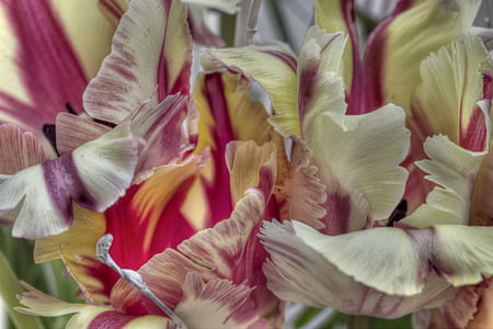 yellow petaled flowers thumbnail