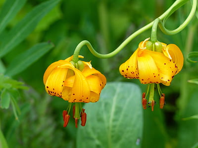 selective focus photography of two yellow petaled flowers thumbnail