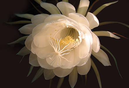 white petaled flower thumbnail