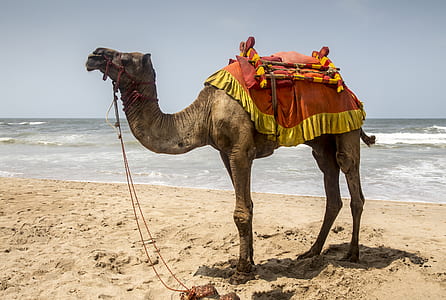 camel standing on shore thumbnail