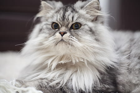 shallow focus photography of gray and white cat thumbnail