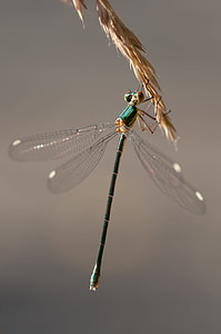 blue damselfly perched on brown leaf closeup photography thumbnail