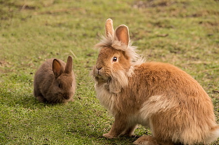 two brown rabbits sitting on green grass thumbnail