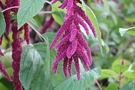 selective focus photography of pink plant thumbnail