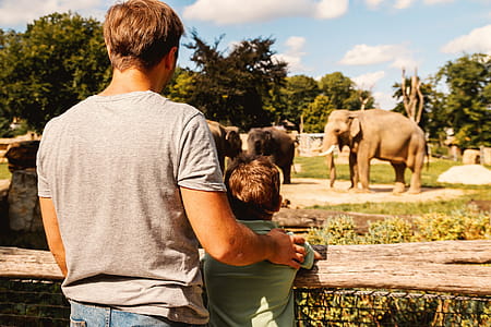 Father and son looking on the elephant at zoo thumbnail