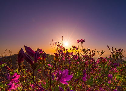 purple azalea flowers in bloom at sunset thumbnail