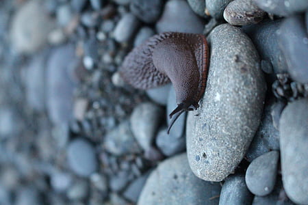 brown snail on gray pebble thumbnail