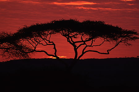 silhouette photograph of tree thumbnail