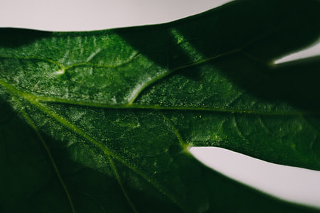 Parslel, cucumbers, green peas, and other greenery thumbnail