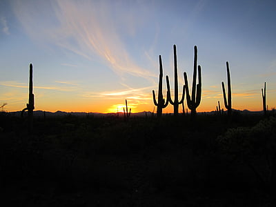 silhouette of cactus during sunset thumbnail