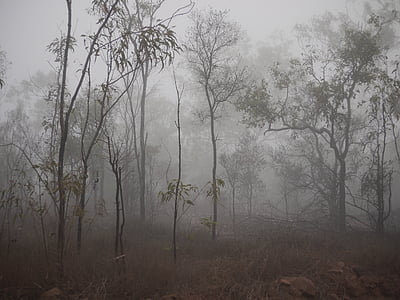 forest with fogs thumbnail