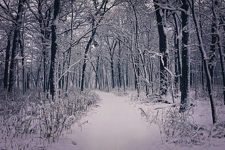 photography of snow covered road between trees during daytime thumbnail