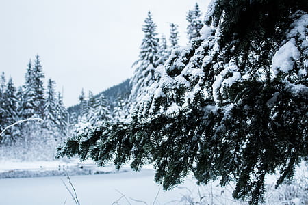 snow covered tree during daytime thumbnail