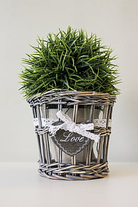 photo of green plant on top of beige ceramic pot thumbnail