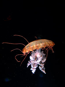 brown and white jellyfish thumbnail