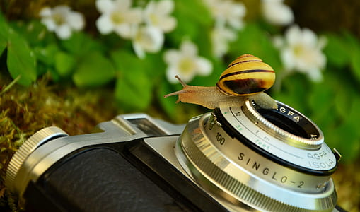 snail on gray and black compact camera thumbnail