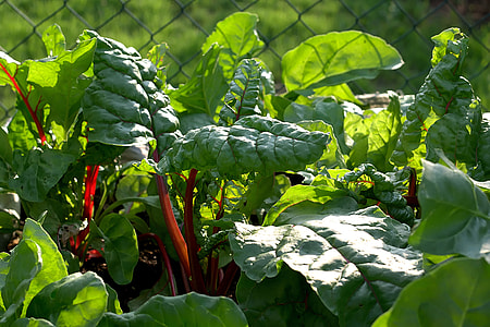 close-up photo of green leaf plants thumbnail