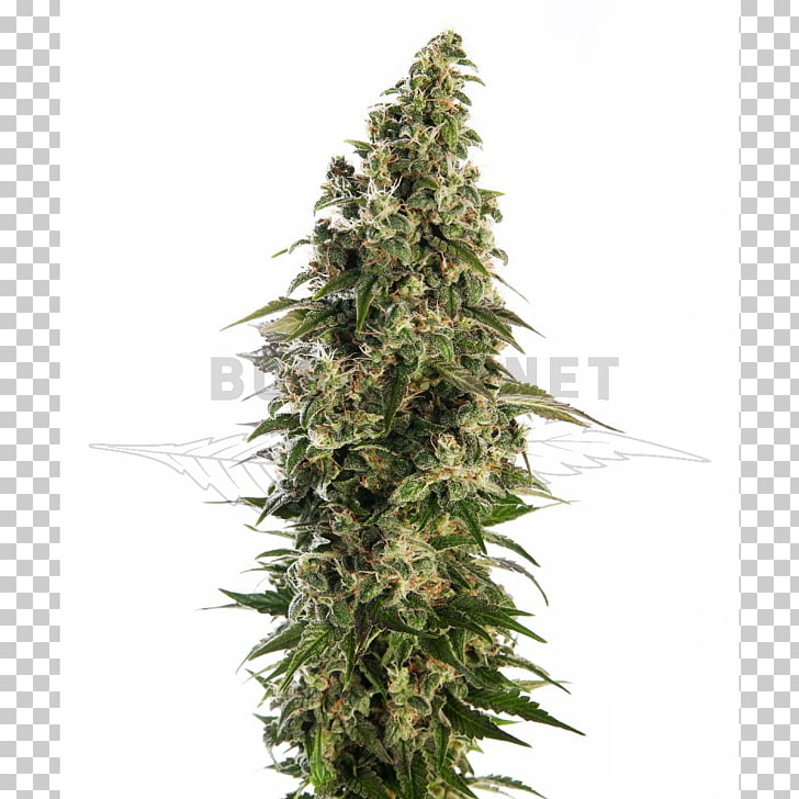 Skunk Sensi Seeds Autoflowering Cannabis Seed Bank Skunk Png