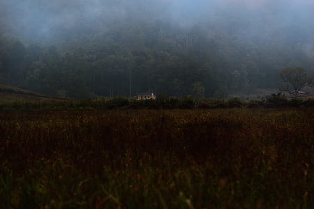 landscape, field, mist, fog thumbnail