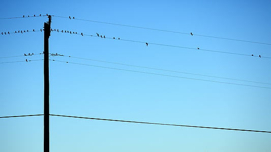 flock of bird perched on power lines during daytime thumbnail