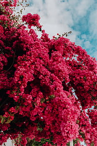 Pink bougainvillea flowers against the traditional Portuguese white house thumbnail