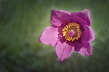 pink hibiscus flower selective-focus photography thumbnail