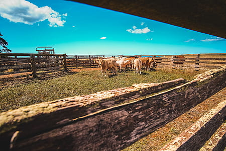 Herd Of Cows In Farm thumbnail