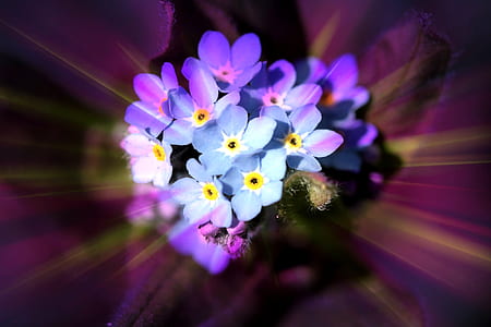 shallow focus photography of blue flowers thumbnail