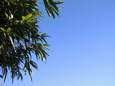 tree at daytime thumbnail