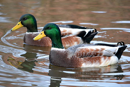 two male Mallard ducks floating on body of water thumbnail